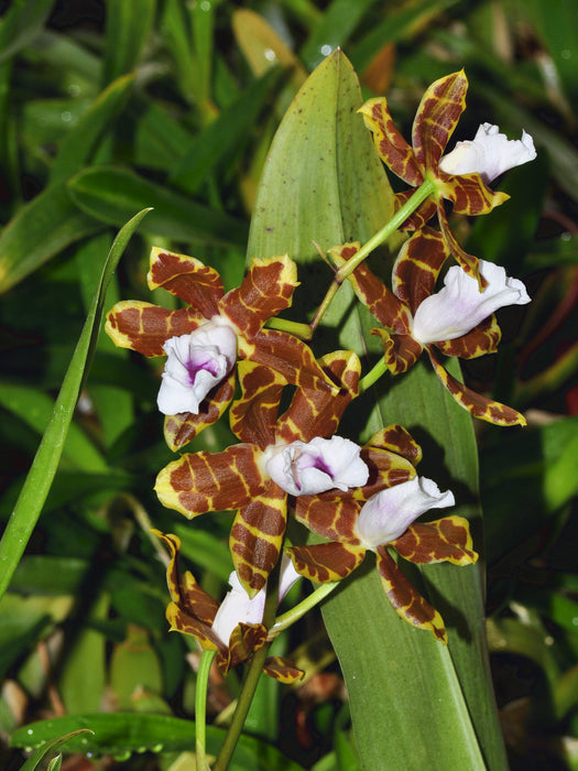 Miltonia candida