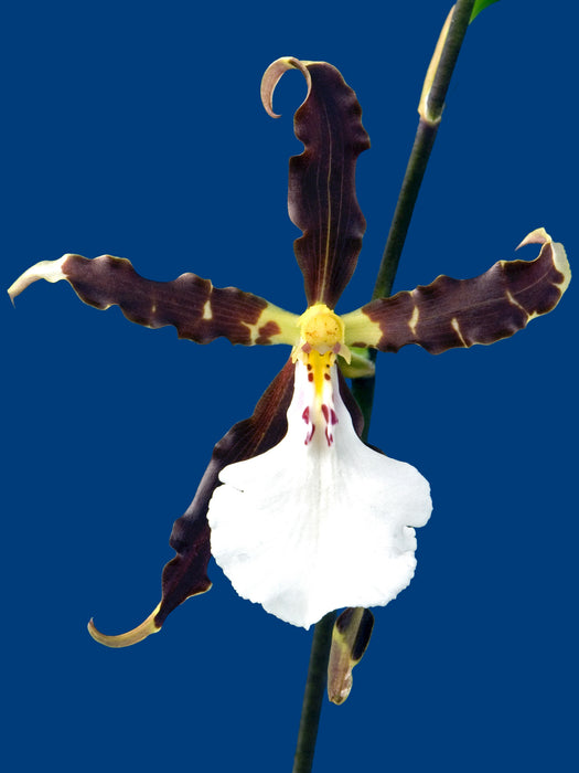 Miltonia speciosa