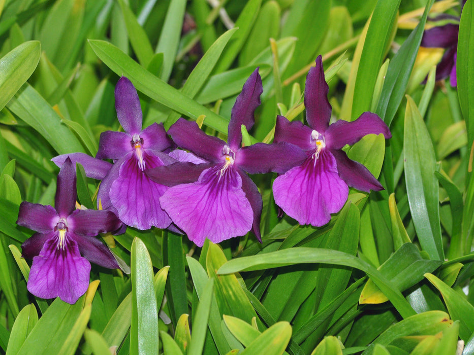 Miltonia spectabilis var. moreliana