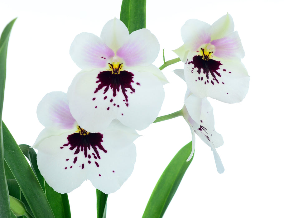 Miltoniopsis Angel Tears