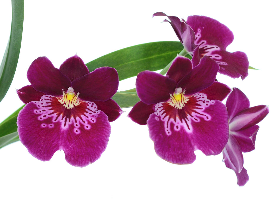 Miltoniopsis Arthur Cobbledick