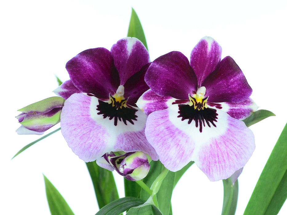 Miltoniopsis Diners