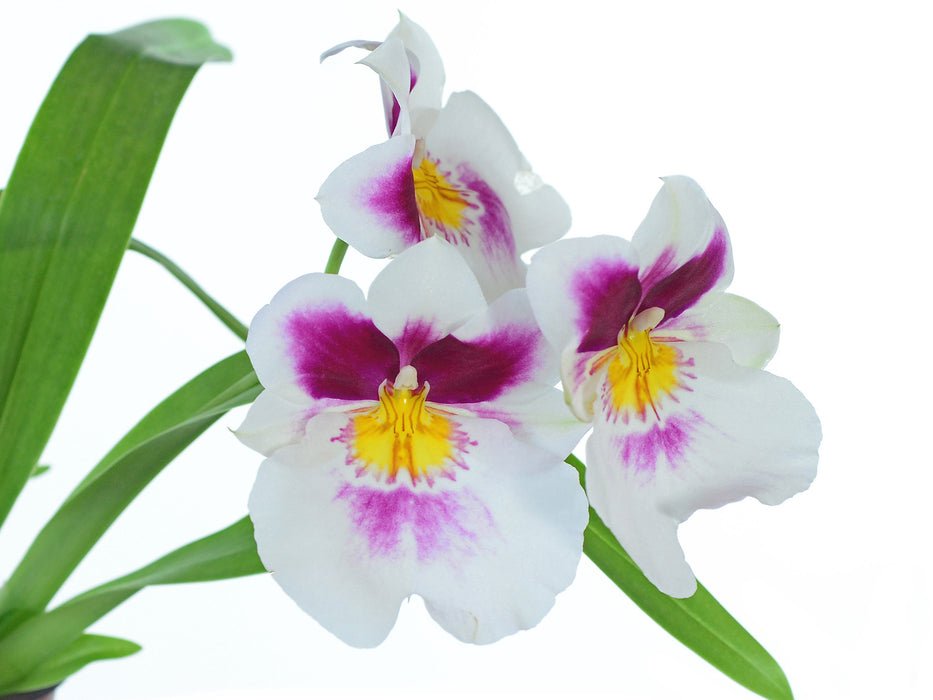 Miltoniopsis Twin Peaks