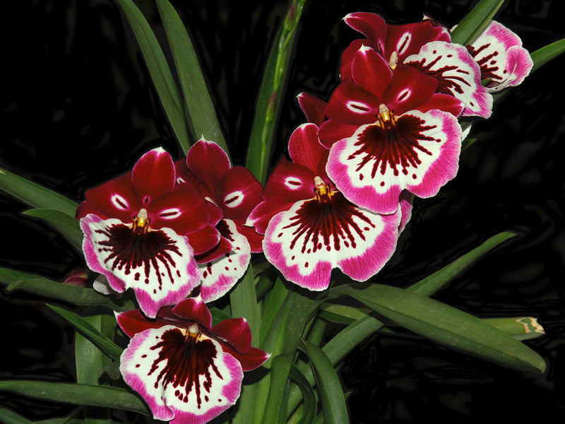 Miltoniopsis Estefania Merino