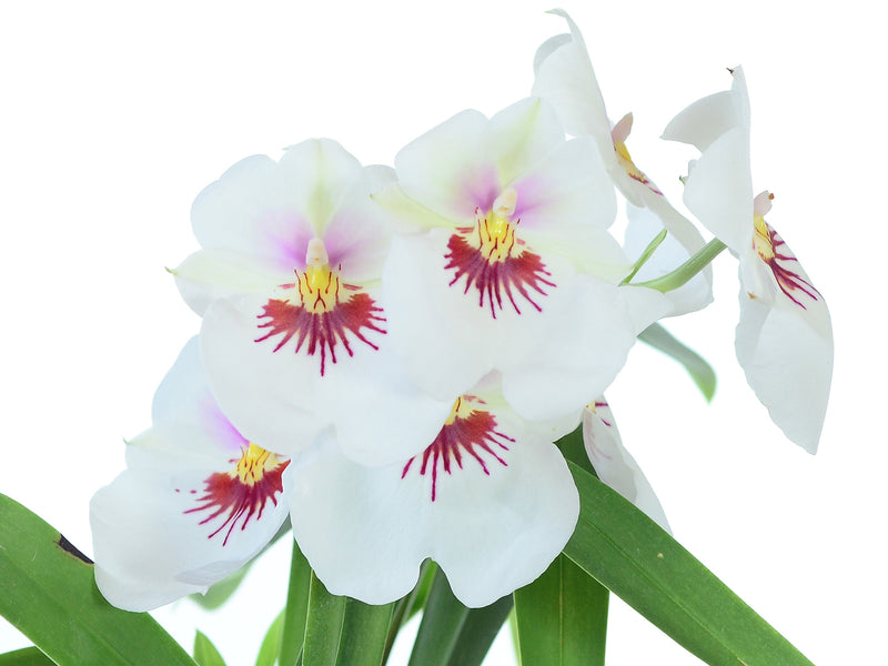 Miltoniopsis Jefferson Perez