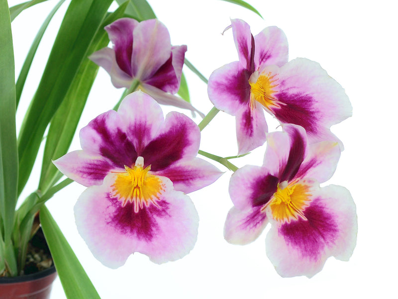 Miltoniopsis Limelight 'Imogene Smith'