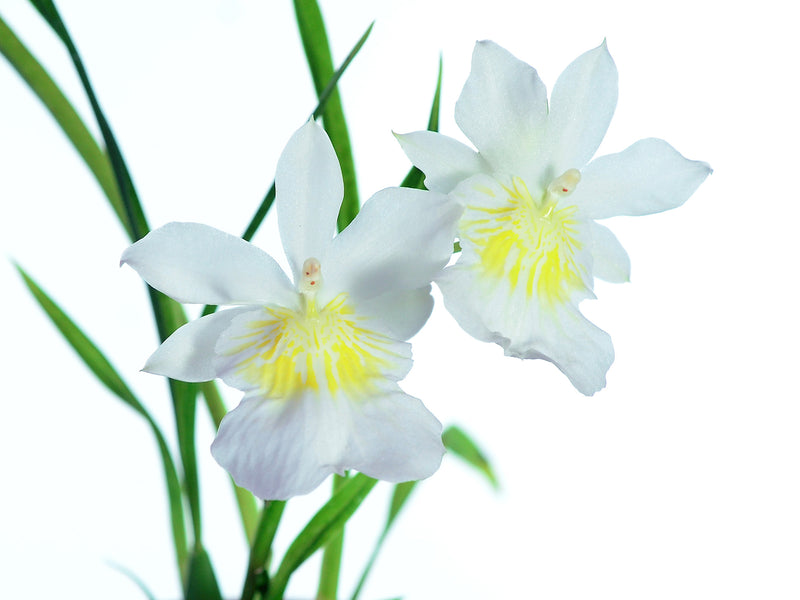 Miltoniopsis phalaenopsis f. alba