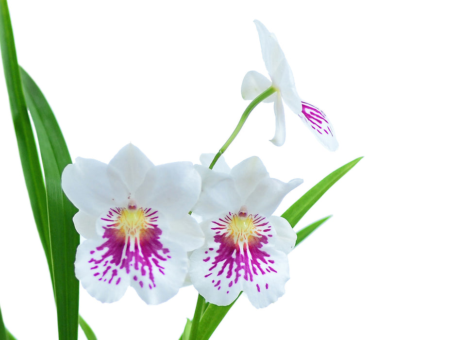 Miltoniopsis phalaenopsis 'John Leathers'