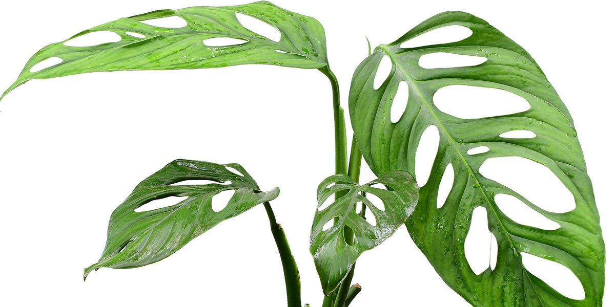 Monstera adansonii  Ecuagenera Orqudeas del Ecuador