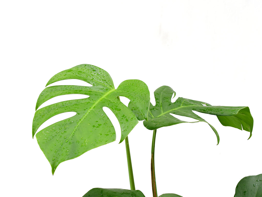 Monstera deliciosa — Ecuagenera Orquídeas del Ecuador
