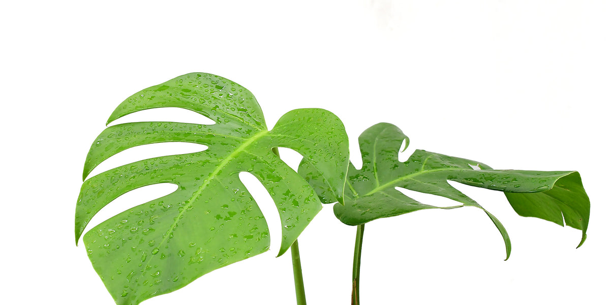 monstera deliciosa chile Monstera deliciosa — Ecuagenera Orquídeas del Ecuador