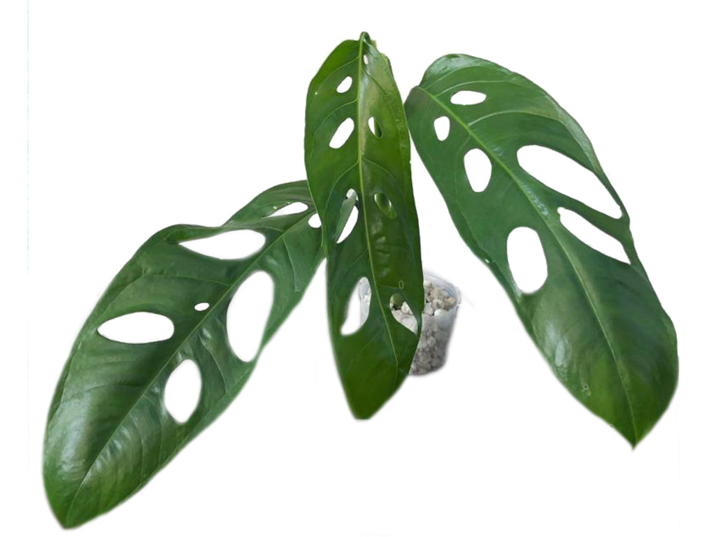 Monstera obliqua Amazonas — Ecuagenera Orquídeas del Ecuador