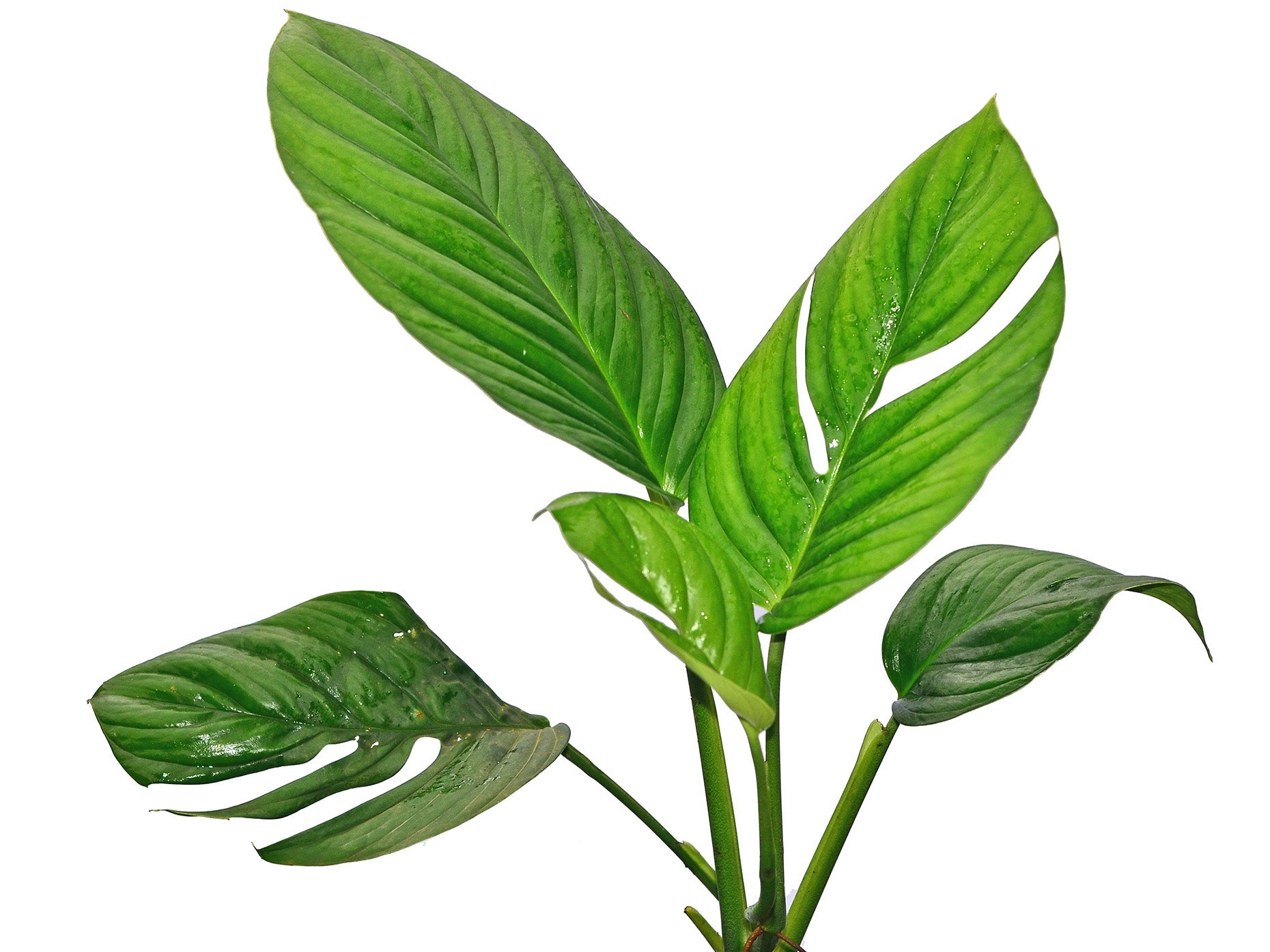 Monstera radicans