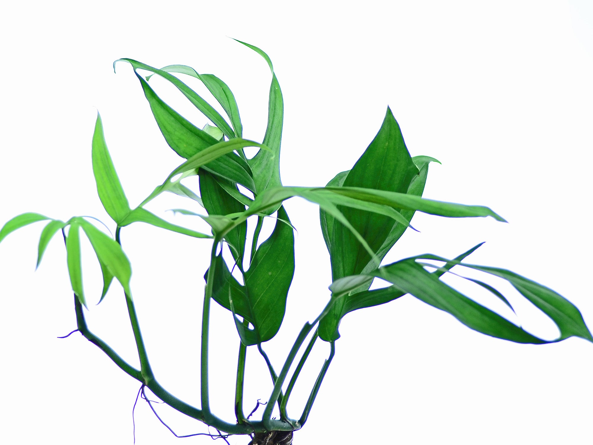 Monstera spruceana — Ecuagenera Orquídeas del Ecuador