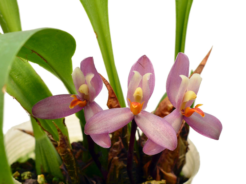 Maxillaria  richii