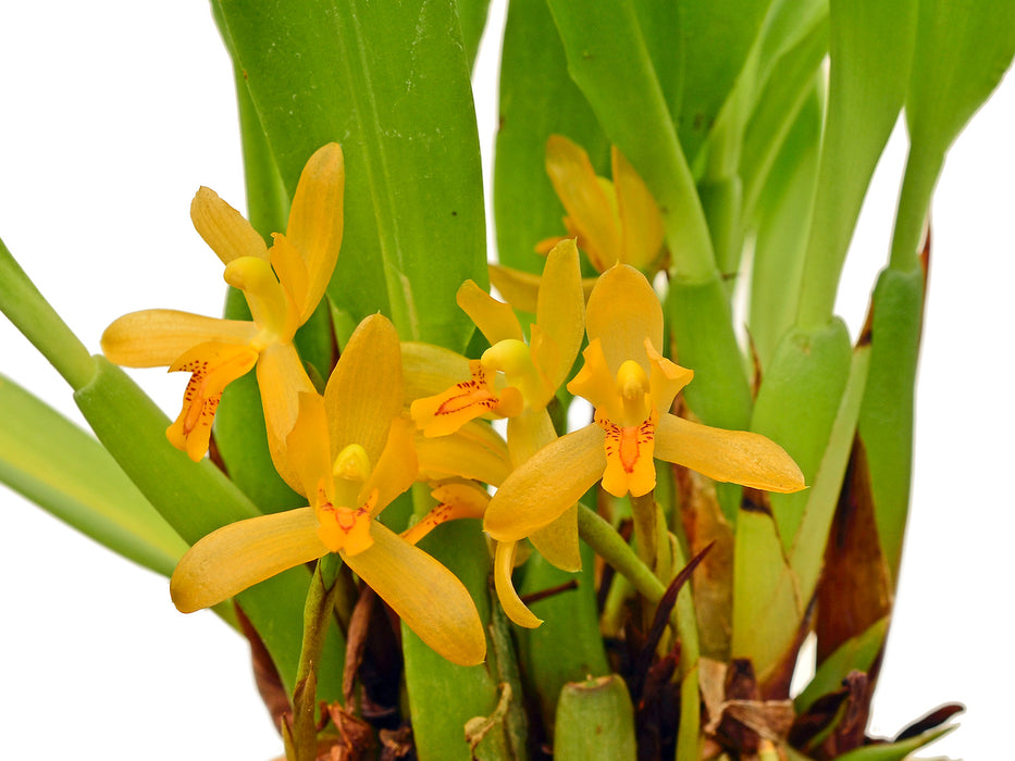 Maxillaria acutifolia