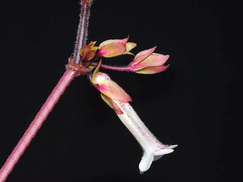 Nautilocalyx glandulifer 'Santi'