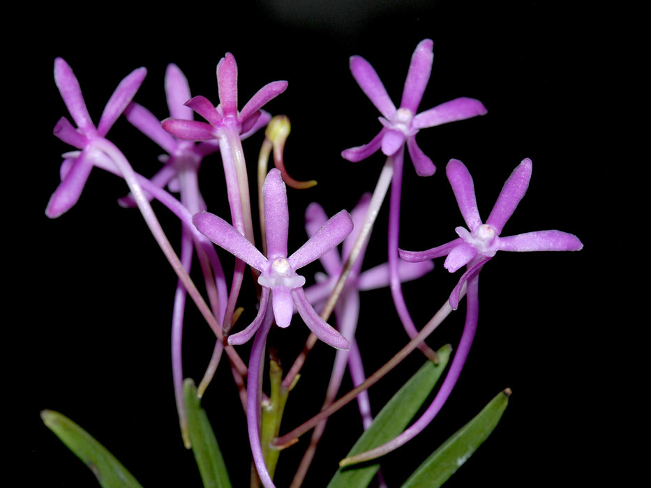 Neofinetia Gotto