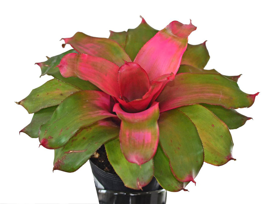 Neoregelia Michi Tm