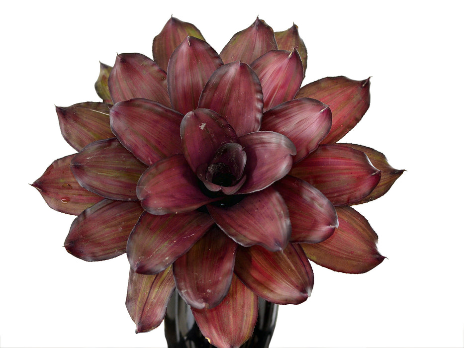 Neoregelia Voodoo Doll Tm