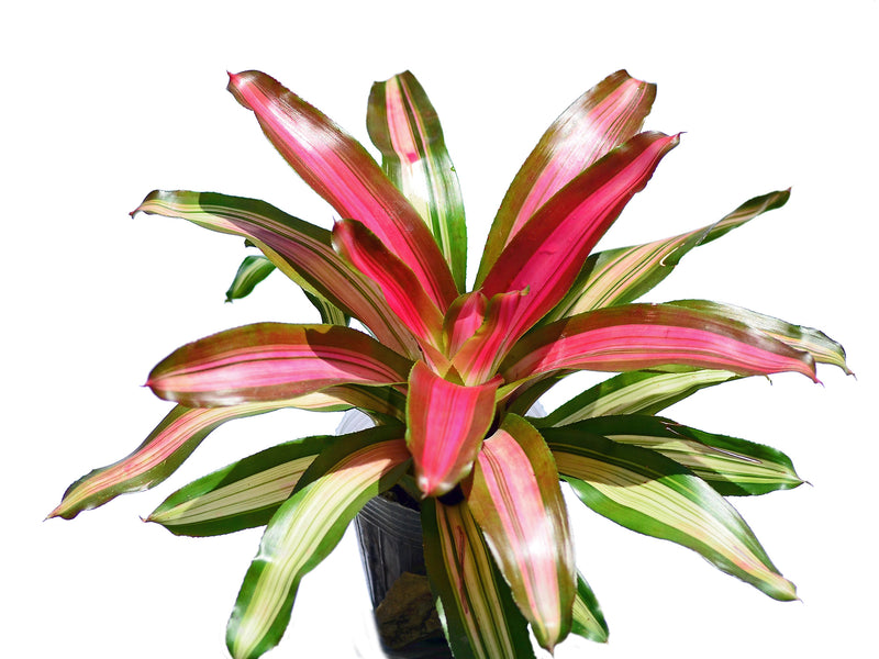Neoregelia Tricolor