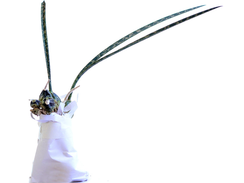 Oeceoclades decaryana