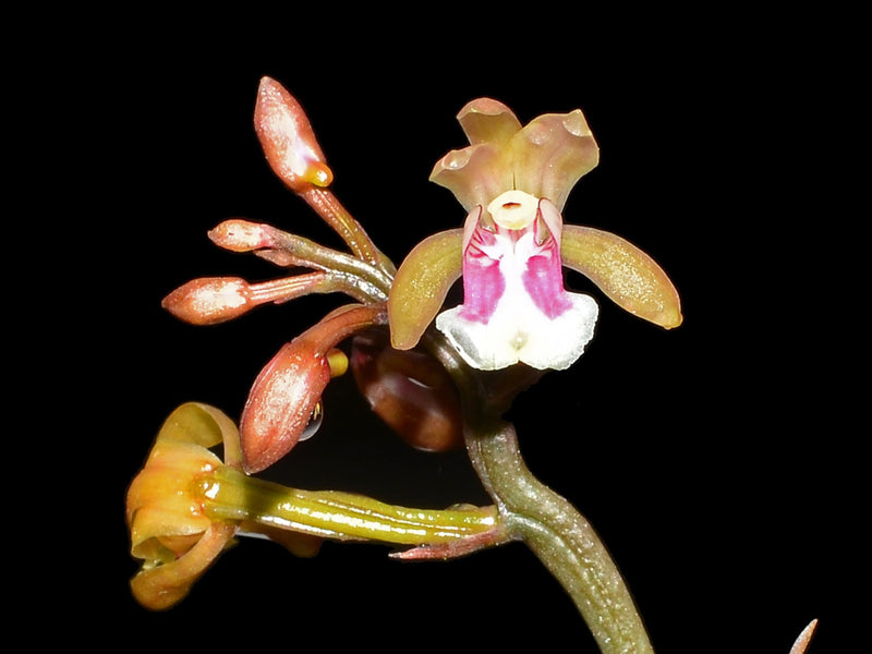 Oeceoclades maculata