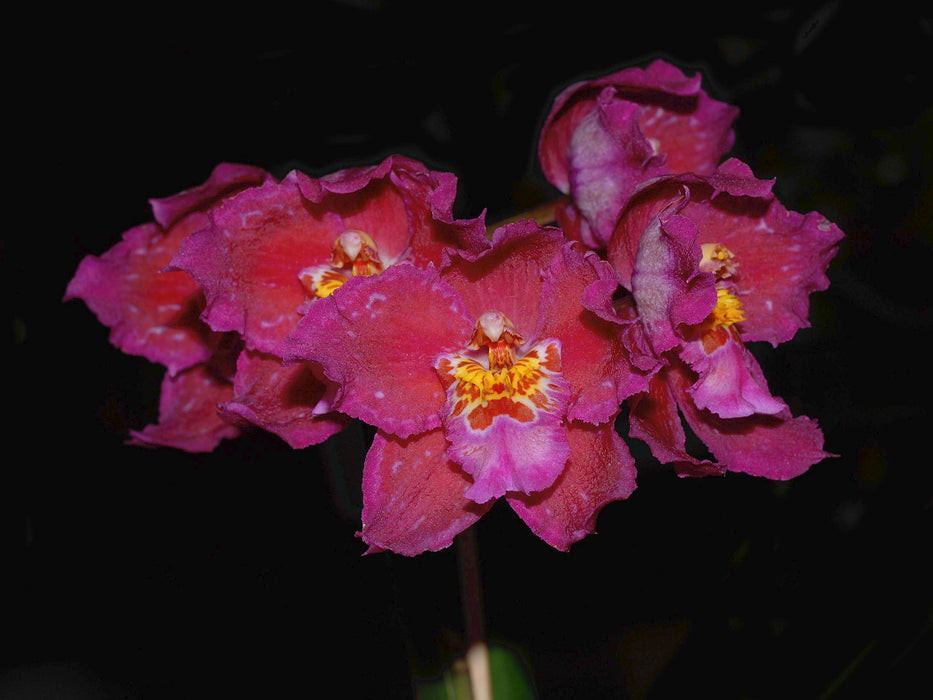 Oncidium Atahualpa