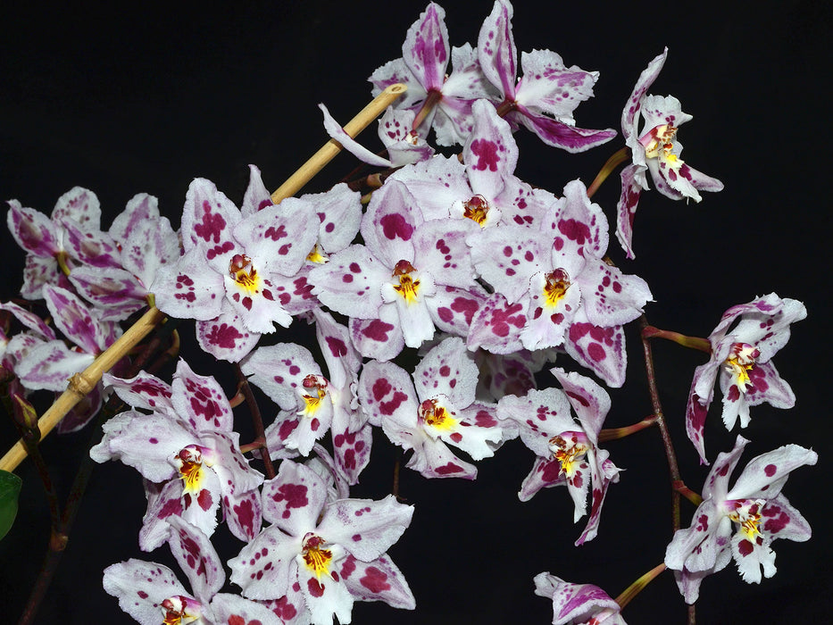 Oncidium Nationhood 'Pink Brillante'