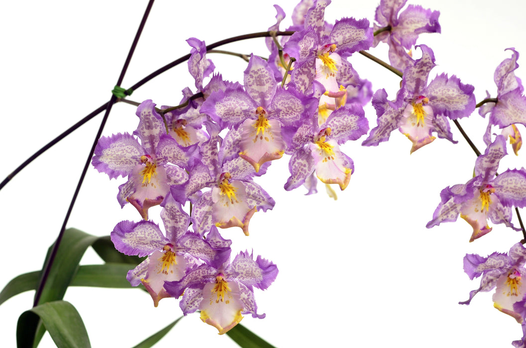 Oncidium Marie Noel Velano h00397