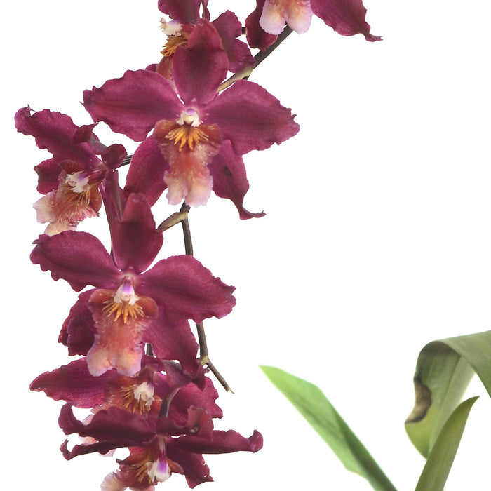 Oncidium Margarita