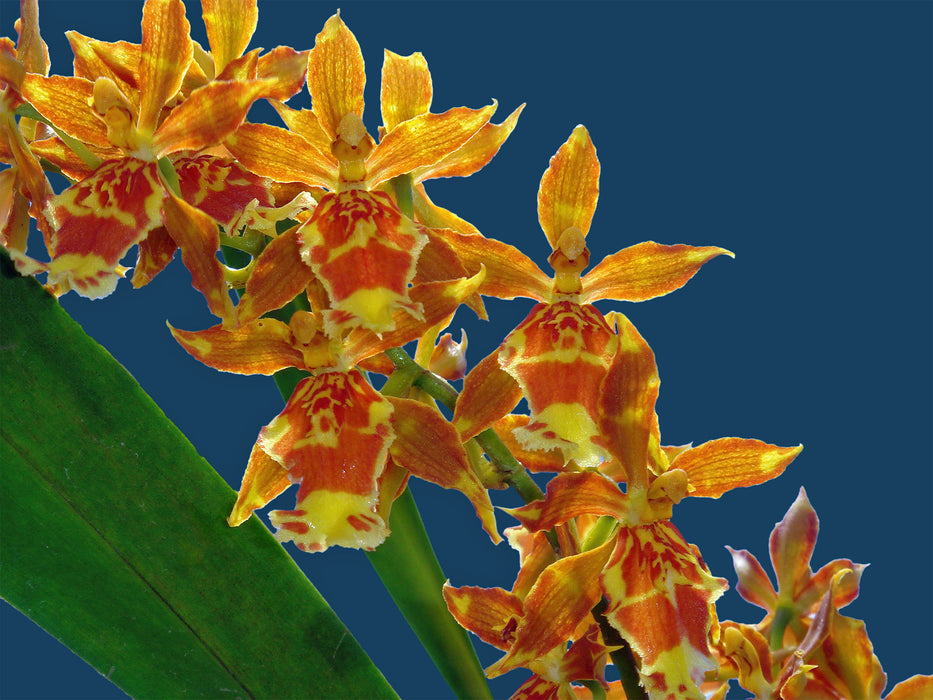 Oncidium Christopher Merino