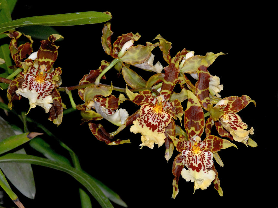 Odontoglossum Crawshayanum