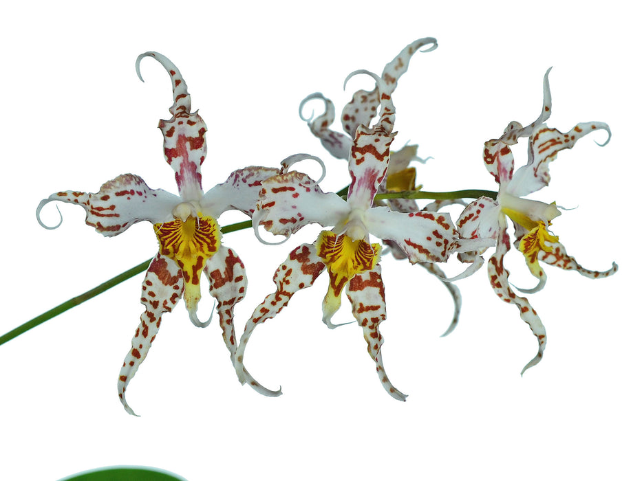 Oncidium Andean Dots