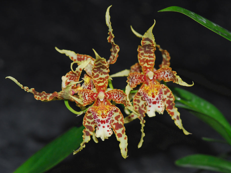 Odontoglossum kegeljani x Cyrtochilum macranthum