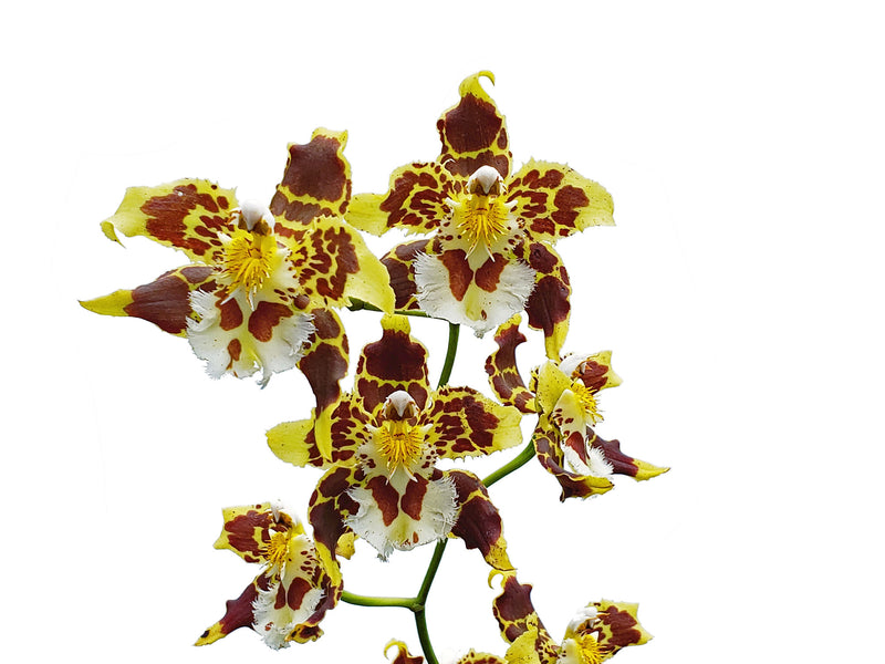 Oncidium hallii milagro