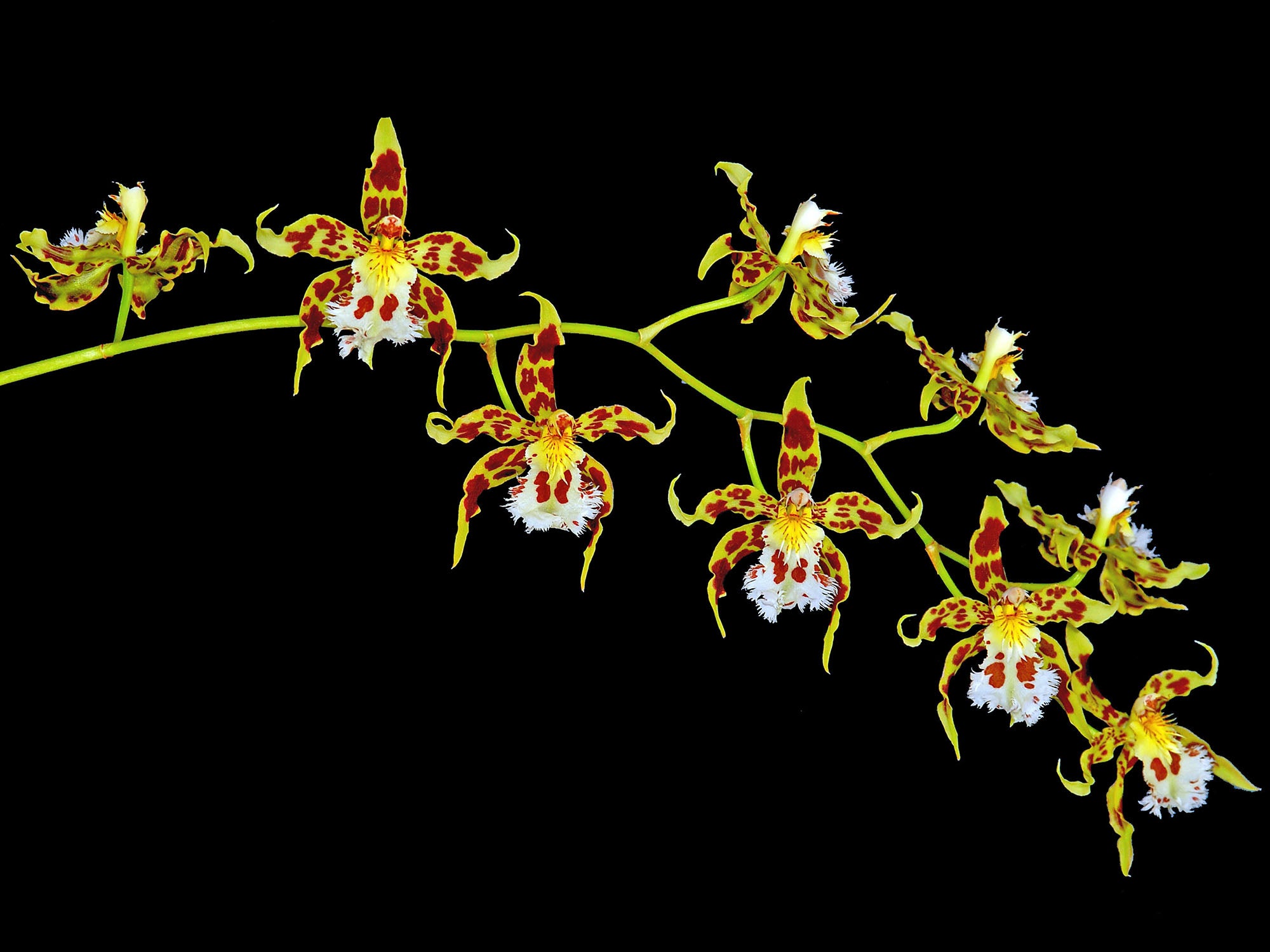 Oncidium hallii xanthinum