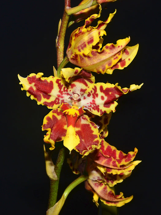 Otocidium Tom Mirenda