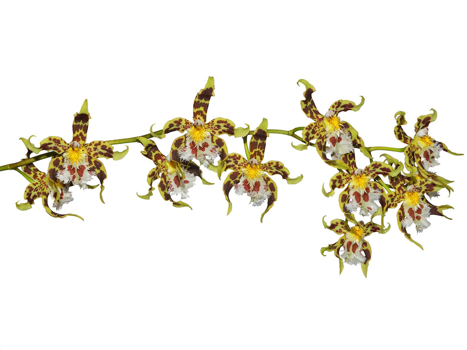 Odontoglossum hallii-elegans