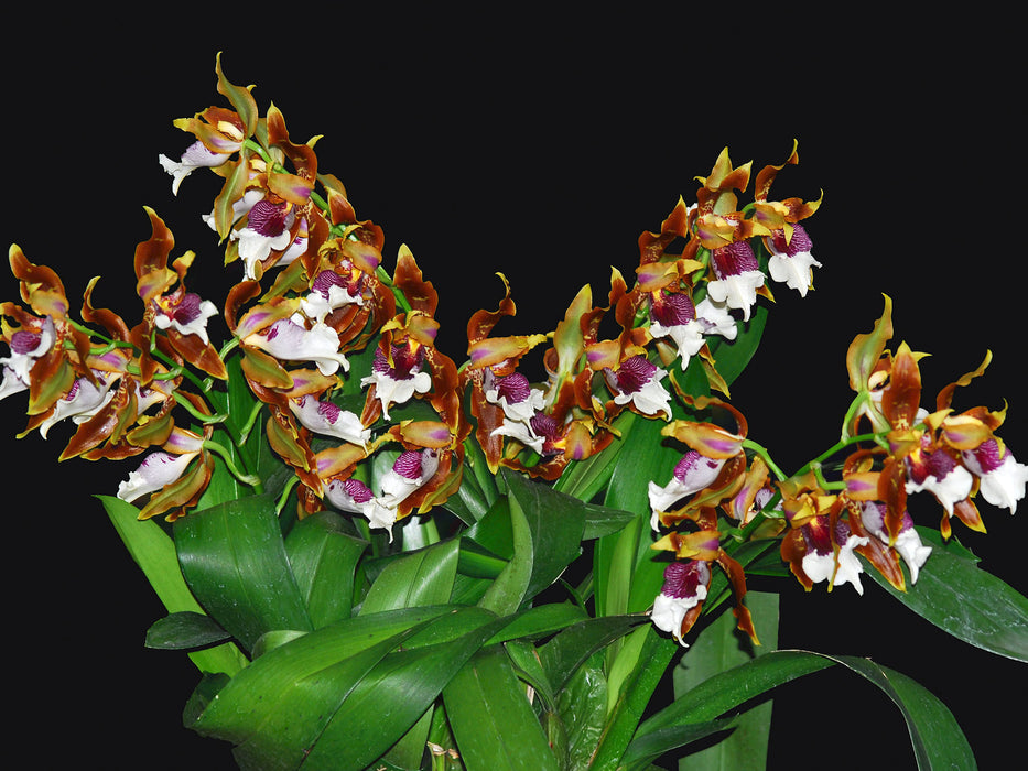 Odontoglossum harryanum nice clon