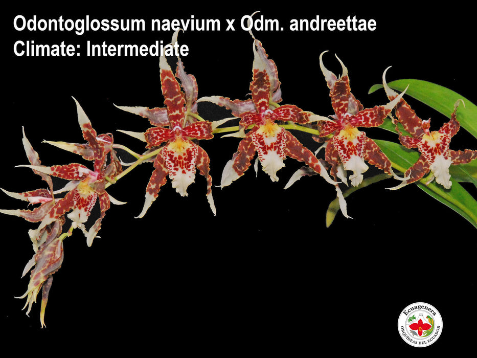 Odontoglossum naevium x Odm. andreettae