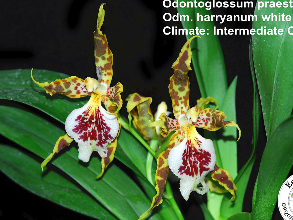 Odontoglossum praestans x Odm. harryanum white 002795