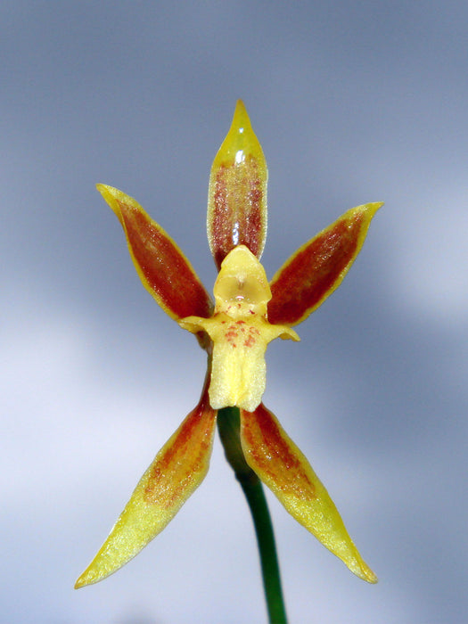 Odontoglossum tenuifolium