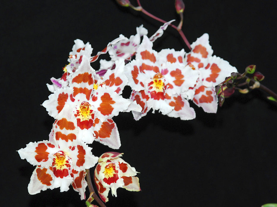 Oncidium Aidita Tosi