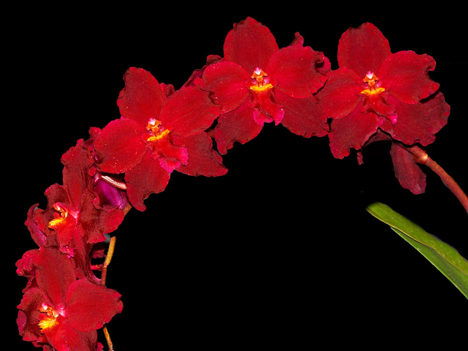 Oncidium Clemencia