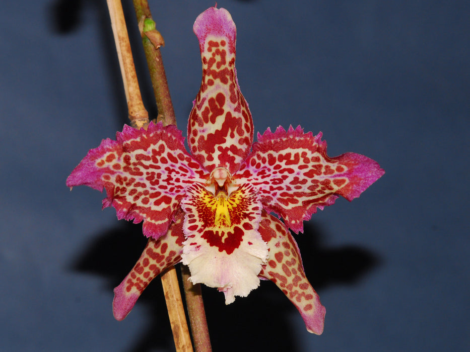 Oncidium Ecuagenera Dream