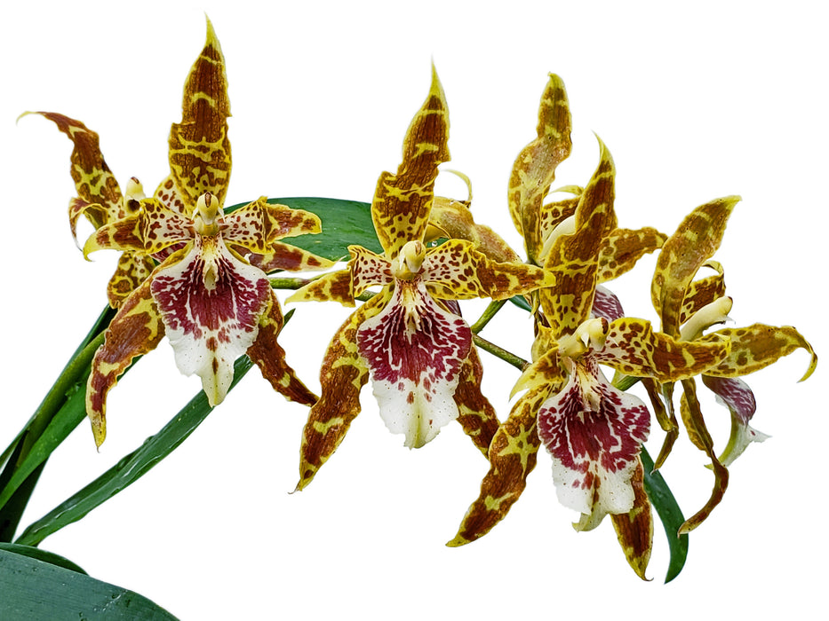 Oncidium Guido Deburghgraeve