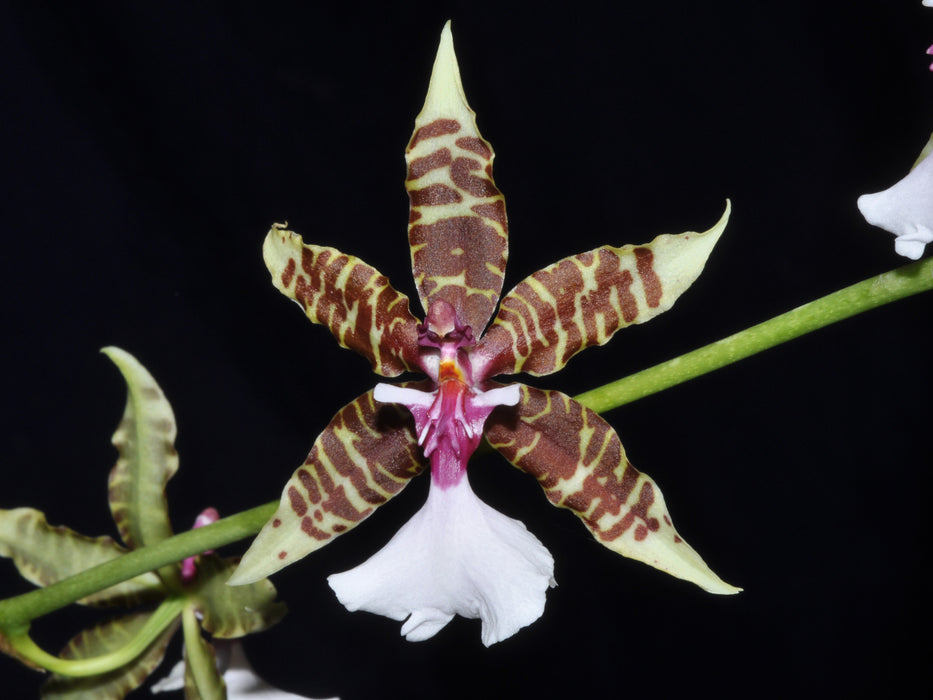 Oncidium Hasty Luke