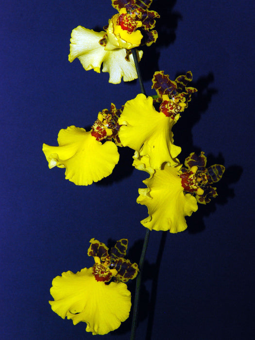 Oncidium Jiuhbao Gold Tainan