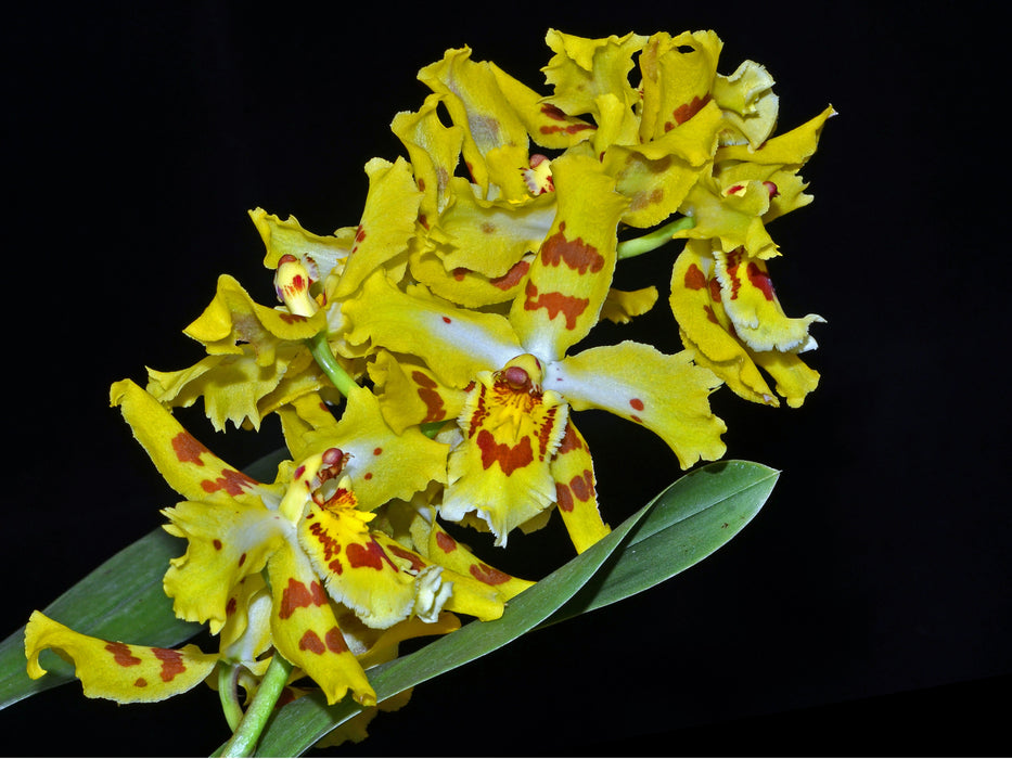 Oncidium Lucy Roessiger